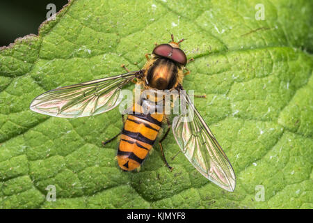 Episyrphus balteatus Hoverfly (marmelade) reposant sur la feuille. Tipperary, Irlande Banque D'Images