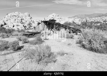 La pourriture à l'usine d'or Joshua Tree National Park Banque D'Images