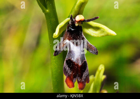 Orchidée de mouche 'Ophrys insectifera' pousse sur sol calcaire, fleurs mai et juin, orchidée, vulnérable, Somerset, Royaume-Uni, Banque D'Images