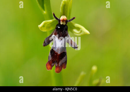 Orchidée de mouche 'Ophrys insectifera' pousse sur sol calcaire, fleurs mai et juin, orchidée, vulnérable, Somerset, Royaume-Uni, Banque D'Images