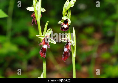 L'orchidée de mouche 'Ophrys insectifera' pousse sur sol calcaire, fleurs mai et juin, orchidée, vulnérable, Hampshire, UK, Banque D'Images