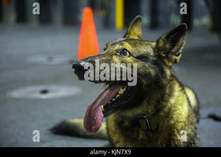 Harry, un berger allemand de six ans avec le chien de travail 26e Marine Expeditionary Unit (MEU), revient après une formation à bord de l'assaut amphibie sh Banque D'Images