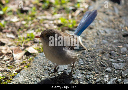 Magnifique femelle Fairywren (Malurus splendens), magnifique Wren ou Blue Wren dans l'ouest de l'Australie un passereau de la famille des Maluridae . Banque D'Images