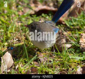 Magnifique femelle Fairywren (Malurus splendens), magnifique Wren ou Blue Wren dans l'ouest de l'Australie un passereau de la famille des Maluridae . Banque D'Images