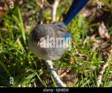 Magnifique femelle Fairywren (Malurus splendens), magnifique Wren ou Blue Wren dans l'ouest de l'Australie un passereau de la famille des Maluridae . Banque D'Images