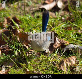 Magnifique femelle Fairywren (Malurus splendens), magnifique Wren ou Blue Wren dans l'ouest de l'Australie un passereau de la famille des Maluridae . Banque D'Images