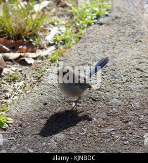 Magnifique femelle Fairywren (Malurus splendens), magnifique Wren ou Blue Wren dans l'ouest de l'Australie un passereau de la famille des Maluridae . Banque D'Images