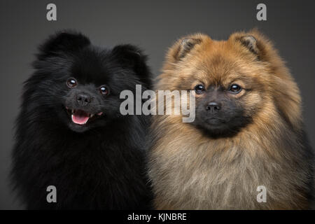 Beaux chiens spitz sur fond gris Banque D'Images