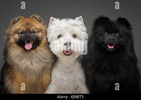 Beaux chiens spitz sur fond gris Banque D'Images