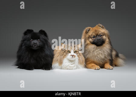 Beaux chiens spitz sur fond gris Banque D'Images