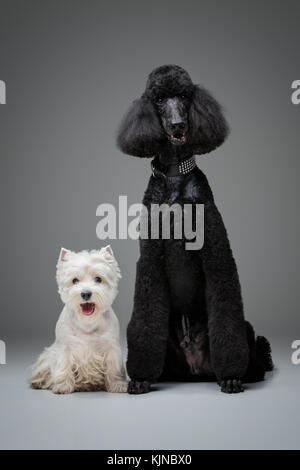 Beau caniche noir et westie chiens sur fond gris Banque D'Images