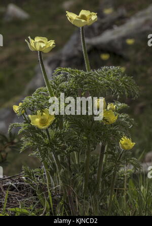 Pasqueflower alpin jaune, Pulsatilla alpina ssp apiifolia, en fleur dans les Alpes suisses. Banque D'Images