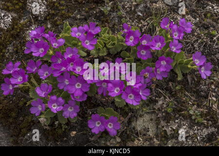 Primrose poilue, Primula hirsuta, en pleine fleur dans les Alpes suisses. Banque D'Images