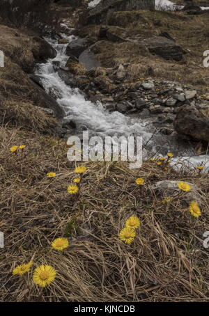 Coltsfoot, Tussilago farfara, proche de la fonte de la neige et du ruisseau dans les hautes Alpes suisses. Banque D'Images