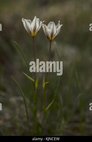 Snowdon Lily, Gagea serotina, en fleur dans les hautes Alpes suisses. Banque D'Images