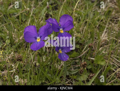 Pansy, Viola calcarata en fleur dans les Alpes suisses. Banque D'Images