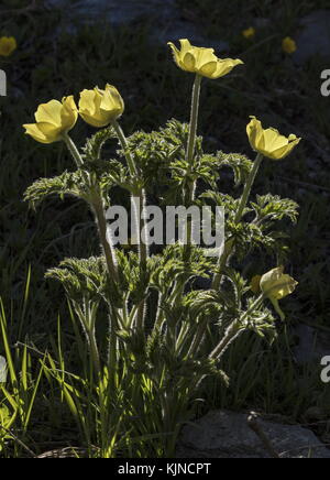 Pasqueflower alpin jaune, Pulsatilla alpina ssp apiifolia, en fleur dans les Alpes suisses. Banque D'Images