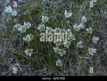 Snowdon Lily, Gagea serotina, en fleur dans les hautes Alpes suisses. Banque D'Images