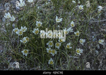Snowdon Lily, Gagea serotina, en fleur dans les hautes Alpes suisses. Banque D'Images