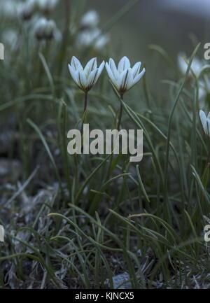 Snowdon Lily, Gagea serotina, en fleur dans les hautes Alpes suisses. Banque D'Images