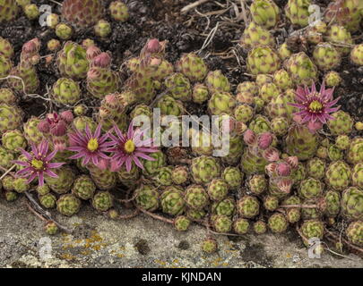 Houseleek sempervivum montanum, montagne en fleurs dans les Alpes suisses. Banque D'Images