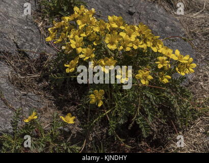 Avens rampants, Geum reptans, agrégat en pleine fleur, Alpes suisses. Banque D'Images