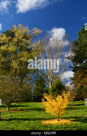 Couleurs d'automne à bedgebury pinetum Banque D'Images