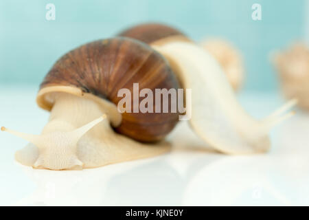 Escargot géant Achatina est le plus grand mollusque terrestre sur la terre Banque D'Images