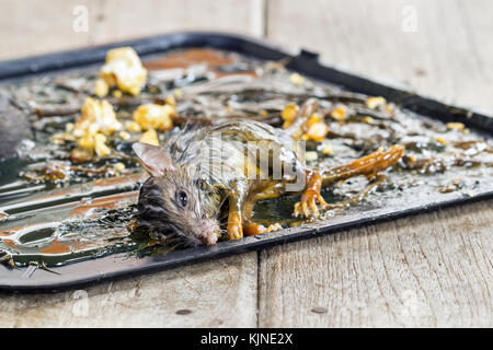 Stick de la souris et mourir sur le piégeage sur plateau noir avec du maïs soufflé. Banque D'Images