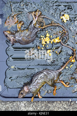 Stick de la souris et mourir sur le piégeage sur plateau noir avec du maïs soufflé. Banque D'Images