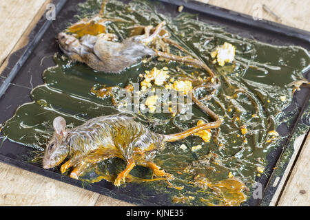 Stick de la souris et mourir sur le piégeage sur plateau noir avec du maïs soufflé. Banque D'Images