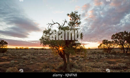 Coucher du soleil à travers un arbre dans l'outback australien Banque D'Images