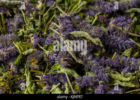 Anise hyssop (Agastache foeniculum). Déjà séché pour faire thé relaxant. Banque D'Images