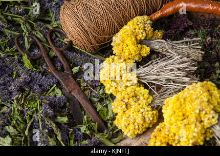 Diverses herbes médicinales séchées : menthe, fleurs de tilleul, d'anis hysope, helichrysum arenarium. Banque D'Images