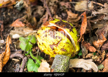 Fallen conkers sortir de leur coquille Banque D'Images