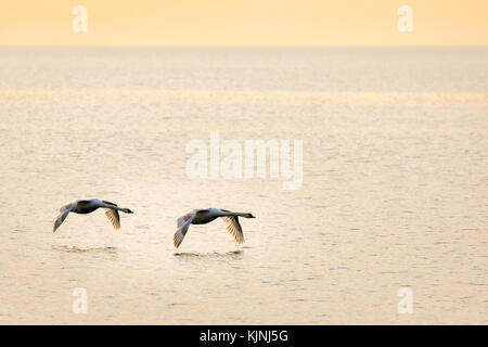 Deux cygnes trompettes en vol à basse altitude au-dessus de la baie Humber, sur le lac Ontario Banque D'Images