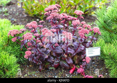 Reykjavic, ISLANDE - 4 septembre 2017 : hylotelephium telephium maximum ( Sedum telephium, orpine) dans l'usine dans le jardin botanique de la vallée laugardalur Banque D'Images