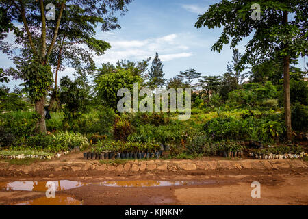 Il y a beaucoup de magasins de l'usine le long des routes dans l'Ouganda. c'est l'un d'entre eux vendant toutes les plantes et arbres. Banque D'Images