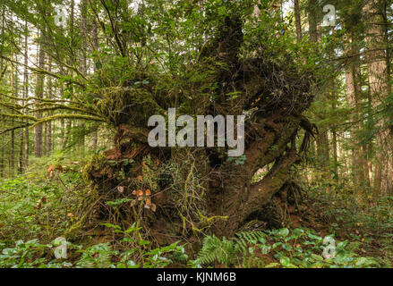 Racines d'arbres tombés sur le sentier Sheppard, forêt pluviale tempérée près de Quathiaski Cove, Quadra Island, Colombie-Britannique, Canada Banque D'Images