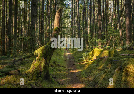 Les randonneurs sur le sentier de l'île Maud, forêt tropicale, Quadra Island, British Columbia, Canada Banque D'Images