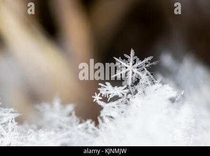 Les flocons de neige sur la photo, du vrai flocons durant une chute de neige, dans des conditions naturelles à basse température Banque D'Images