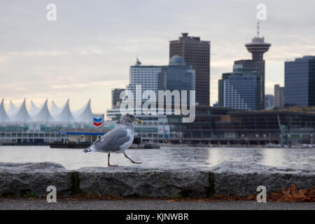 Le centre-ville de Vancouver, Colombie-Britannique, Canada - 7 octobre 2017 - seagull marche sur les plus audacieux d'un seawalk dans Stanley Park. Banque D'Images