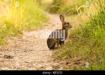 Un lapin sauvage assis oreilles piquées sur une piste Banque D'Images