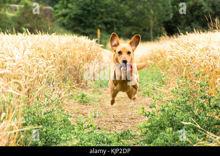 Flying Fox red labrador Banque D'Images