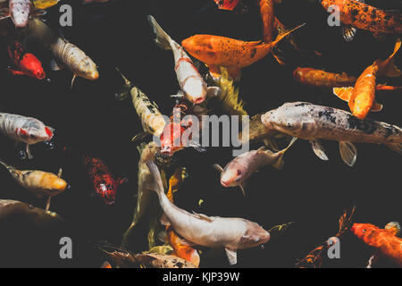 De nombreux poissons Koi, poissons carpes koï japonais Banque D'Images