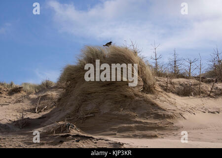 Bird était assis sur dune de sable avec de l'herbe et les arbres à formby point Banque D'Images