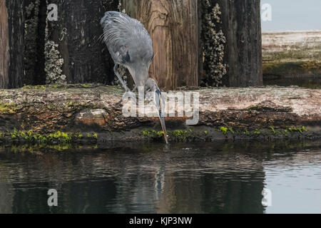 Un grand héron solitaire, se penchant sur l'eau de sa perche sur un brise-lames, les prises de journal d'un petit poisson dans son bec. Banque D'Images