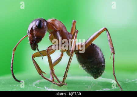 L'ant dans l'échelle macro sur un fond vert. La photo a été prise par la méthode de l'empilement Banque D'Images