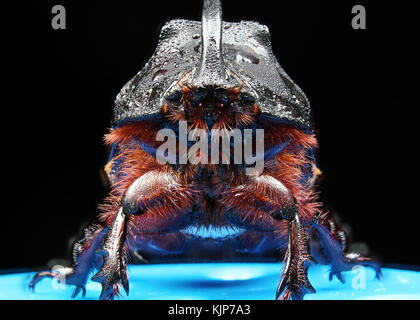 Rhinoceros beetle dans la rosée dans la macro échelle. La photo a été prise par la méthode de l'empilement Banque D'Images