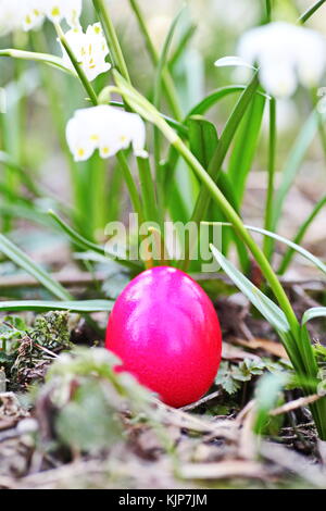 Œuf de pâques meadow snowdrop flocon à l'extérieur dans le pré Banque D'Images